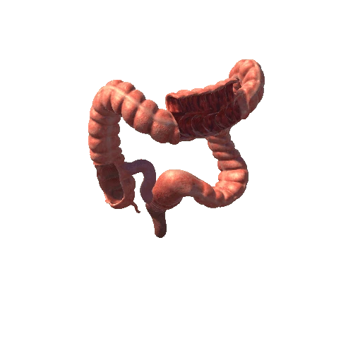large intestine HD prefab